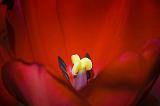 Red Tulip Stamen_53162